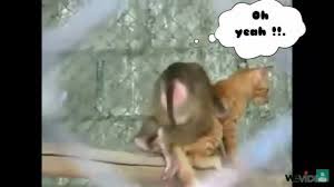 sapik maymun ve kedi maymun ve kedinin ciflesmesi youtube