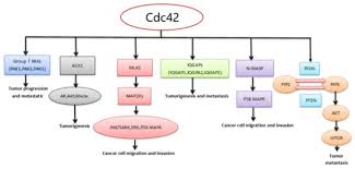 Gtp binding stimulates the activity of rac/cdc42, and the hydrolysis of gtp to gdp through the protein's intrinsic gtpase activity, rendering it inactive. Molecules Free Full Text Regulating Cdc42 And Its Signaling Pathways In Cancer Small Molecules And Microrna As New Treatment Candidates Html