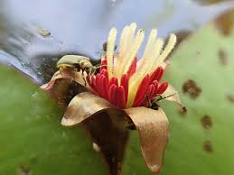 Image result for Brasenia