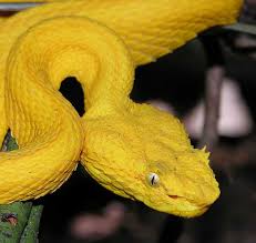 Hasil gambar untuk Vipers