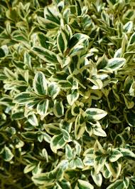 Image result for Buxus