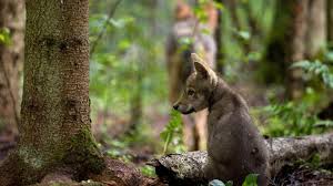 Chasse aux loups en russie (1910). Le Loup Ni Ange Ni Demon Wwf France