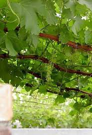 Image result for pruning grapes on a pergola