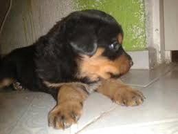 We place rottweilers throughout the united states and our surrounding area, including alabama, louisiana. I Was Told My Rotweiler Is Pure Breed But Have Been Told Otherwise Due To Her Not So Short Hair A Love Of Rottweilers