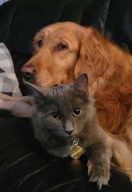 Missing Brown Tabby Cat in Fredericton, NB