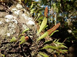 Image result for Pycnostachys coerulea