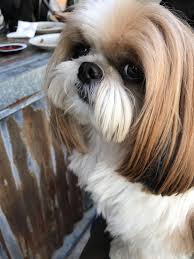 Best Picture Ideas About Shih Tzu Puppies Oldest Dog Breeds Dogbreeds Shihtzu Shihtzugrooming Shih Tzu Dog Shih Tzu Puppy Shih Tzu