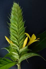 Image result for Barleria oxyphylla