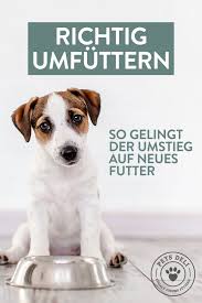 So Stellst Du Deinen Hund Erfolgreich Auf Neues Futter Um Hund Und Katze Tricks Fur Hunde Hunde Futter
