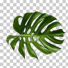 Swiss Cheese Plant Drawing Watercolor Painting Botany Leaf Png Clipart Art Bo Swiss Che Palm Tree Drawing Watercolor Leaves Tropical Leaves Illustration