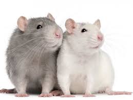 Litter box training pet rats. The Rat Maze Expectations Vs Reality Gcu Blog