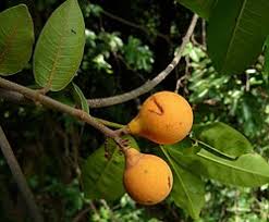 Image result for Landolphia lanceolata