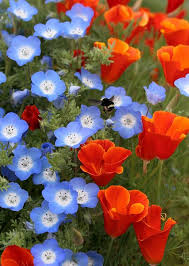 It is a blue bottle flower and is a spanish air to it. Nemophila Baby Blue Eyes Cal Poppy Red Chief Blue Flowers Garden Pretty Flowers Flowers