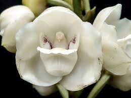 Peristeria Elata Orchid Flower Orchids Flowers