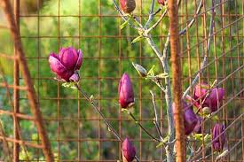 But did you know that your coffee rounds can also daffodils, foxgloves, monkshood, and poppies are common flowers that have a toxicity that deer avoid. How To Keep Deer Away From Your Garden Best Pick Reports