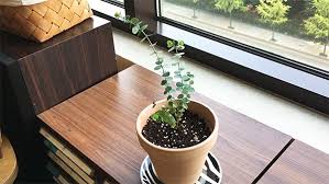 Eucalyptus plants are very easy to care for. How To Grow Eucalyptus Trees Gardening Channel