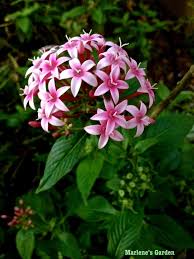 Pin On Garden Beauties