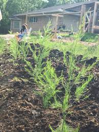 If started from seed, asparagus will take about 3 years to become productive. Growing Asparagus From Seed Seed To Fork Blog By Meg Cowden