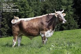 rinder brownswiss wolf hunde rind vieh
