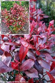Photinia X Fraseri Robusta Compacta Havlis Cz