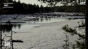 Did you know that nearly 100,000 moose are shot each year during the hunting season?there are 400,000 moose in sweden before the hunting season, 100,000 are hunted so that about 300,000 remain during winter, and some 100,000 are born each spring. 20200507 Den Stora Algvandringen Slow Tv Dag 29 Svt Free Download Borrow And Streaming Internet Archive