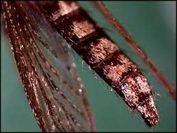 Image result for Microcoelia physophora