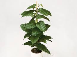 Image result for Cissus