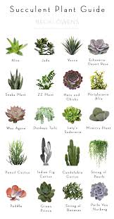 Best Of Blog Indoor Plants Becki Owens Plants Planting Succulents Succulents