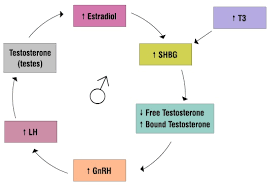 Shbg A Modulator To Be Modulated Zrt Laboratory