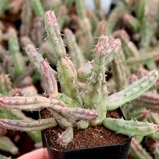 Image result for Huernia
