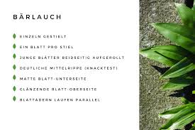 Ein mann hat statt bärlauch womöglich eine herbstzeitlose oder eine andere giftige pflanze gegessen und ist in münchen gestorben. Barlauch Und Seine Giftigen Doppelganger