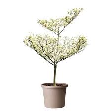 Image result for Tristellateia africana