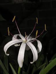 Image result for Crinum stuhlmannii