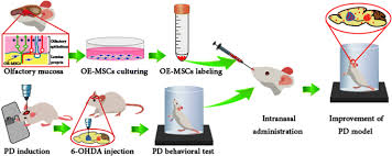 We did not find results for: Olfactory Mucosa Stem Cells Delivery Via Nasal Route A Simple Way For The Treatment Of Parkinson Disease Springerlink