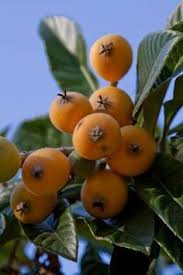 Loquats are normally bushy, rather dense trees. 29 Loquat Fruit Ideas Loquat Tree Fruit Fruit Trees