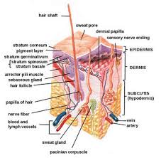 Human body anatomy human anatomy and physiology skin color palette blackboard learn biology classroom best foundation skin routine new skin skin brightening. Functions Of The Integumentary System Boundless Anatomy And Physiology