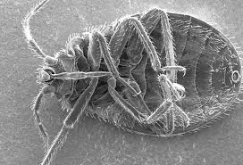 Pest control companies have reported bed bug activity on a national scale. San Francisco Property Managers Worst Bed Bug Infestations