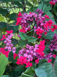 Image result for Clerodendrum umbellatum