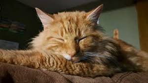 ‪What makes ginger tom cats so adventurous? - BBC News‬‏