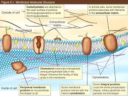 This module explores the world of lipids, a class of compounds produced by both plants and structure of fatty acids. Ppt Figure 5 1 Membrane Molecular Structure Powerpoint Presentation Free Download Id 1034242