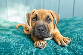 Maybe you would like to learn more about one of these? Pet Photography Guide Gear Tips And Common Mistakes To Avoid 2021 Update