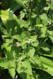 Image result for Solanum richardii