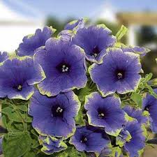 Four Oclocks Clock Flower Petunias Bloom Where Youre Planted