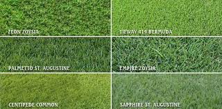 Compare Grasses Thinner Blades Lose Less Water But Some Of Them Are Tough Need A Special Mower Reel Mower Lawn Grass Types Bermuda Grass Grass Care