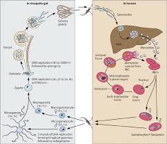 During their life cycle, plasmodia alternate between the human host and the insect vector, and thus the transmission stages of the the malaria sexual phase begins with the differentiation of gametocytes in human erythrocytes, followed by their uptake during the blood meal of the mosquito and the. The Plasmodium Life Cycle A Malaria Infection Begins With The Download Scientific Diagram