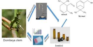 Image result for Dombeya buettneri