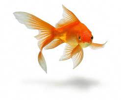 Learn How To Take Care Of A Goldfish In A Bowl Pond Or Aquarium Tank By Following This Complete Pet Goldfish Care Guide Fo Pet Goldfish Goldfish Goldfish Care