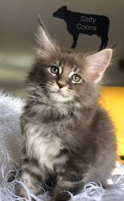 We have placed kitten locally my first maine coon was a beautiful silver female gogo that the easter bunny brought to my. Maine Coon Kittens For Sale In Tampa Florida Breeding For Over 20 Years