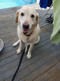 Labrador Free To Good Home Dogs Puppies Gumtree Australia Campbelltown Area Eagle Vale 1175020284 Dogs And Puppies Puppies Labrador