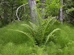 Image result for Athyrium